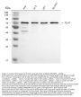 Anti-TPA Tissue Plasminogen Activator/PLAT Antibody Picoband®