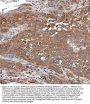 Anti-PP2A-alpha/PPP2CA Antibody Picoband®
