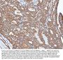 Anti-PP2A-alpha/PPP2CA Antibody Picoband®