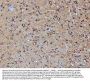 Anti-PP2A-alpha/PPP2CA Antibody Picoband®