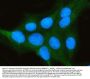 Anti-PP2A-alpha/PPP2CA Antibody Picoband®