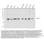Anti-Peroxiredoxin 1/PRDX1 Antibody Picoband®