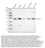 Anti-alpha 1 Antitrypsin/SERPINA1 Antibody Picoband®