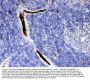 Anti-alpha 1 Antitrypsin/SERPINA1 Antibody Picoband®