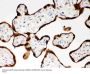 Anti-SerpinB2 Antibody Picoband®