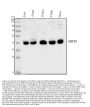 Anti-SIRT6 Antibody Picoband®