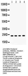 Anti-RBP4 Antibody Picoband®