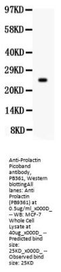 Anti-Prolactin/PRL Antibody Picoband®