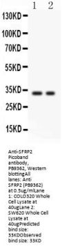 Anti-SFRP2 Antibody Picoband®