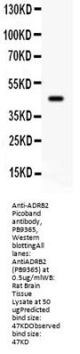 Anti-beta 2 Adrenergic Receptor/ADRB2 Antibody Picoband®