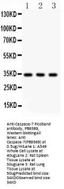 Anti-Caspase-7/CASP7 Antibody Picoband®