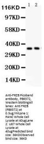 Anti-FRZB Antibody Picoband®