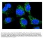 Anti-HLA A/HLA-A Antibody Picoband®