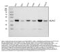Anti-HLA-C Antibody Picoband®