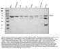Anti-PKM2 Antibody Picoband®