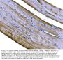 Anti-PKM2 Antibody Picoband®