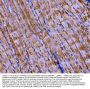 Anti-PKM2 Antibody Picoband®