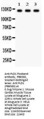 Anti-Phospholipase D1/PLD1 Antibody Picoband®