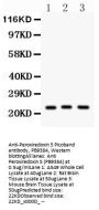 Anti-Peroxiredoxin 5/PRDX5 Antibody Picoband®