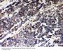 Anti-Peroxiredoxin 5/PRDX5 Antibody Picoband®