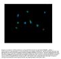 Anti-Peroxiredoxin 5/PRDX5 Antibody Picoband®
