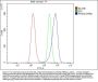 Anti-Peroxiredoxin 5/PRDX5 Antibody Picoband®