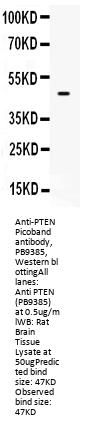 Anti-PTEN Antibody Picoband®