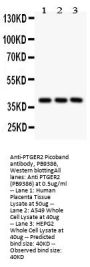 Anti-Prostaglandin E Receptor EP2/PTGER2 Antibody Picoband®