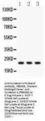 Anti-Syndecan 4/SDC4 Antibody Picoband®