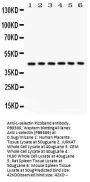 Anti-CD62L/SELL Antibody Picoband®