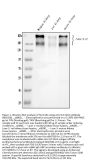 Anti-SLC12A1 Antibody Picoband®