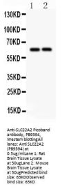 Anti-SLC22A2 Antibody Picoband®