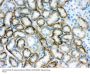 Anti-SLC22A2 Antibody Picoband®
