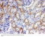 Anti-SLC22A2 Antibody Picoband®