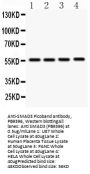 Anti-Smad3 Antibody Picoband®
