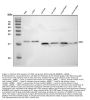 Anti-Superoxide Dismutase 1/SOD1 Antibody Picoband®