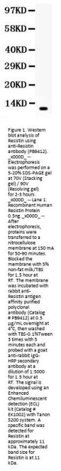 Anti-Resistin/RETN Antibody Picoband®
