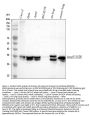 Anti-Annexin A3/ANXA3 Antibody Picoband®