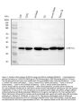 Anti-APH1a Antibody Picoband®