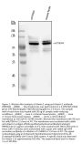 Anti-Ataxin 1/ATXN1 Antibody Picoband®