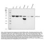 Anti-Cyclin A2/CCNA2 Antibody Picoband®
