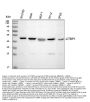 Anti-CtBP1 Antibody Picoband®