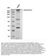 Anti-Plectin Antibody Picoband®