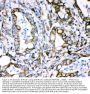 Anti-Plectin Antibody Picoband®