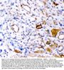 Anti-Plectin Antibody Picoband®