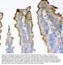 Anti-Plectin Antibody Picoband®