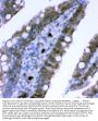 Anti-Plectin Antibody Picoband®