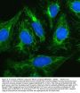 Anti-Plectin Antibody Picoband®