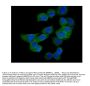 Anti-Rac1 Antibody Picoband®