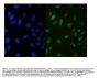Anti-RUNX3 Antibody Picoband®